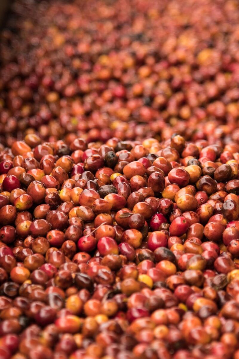 Nahaufnahme von Kaffeekirschen während der Verarbeitung