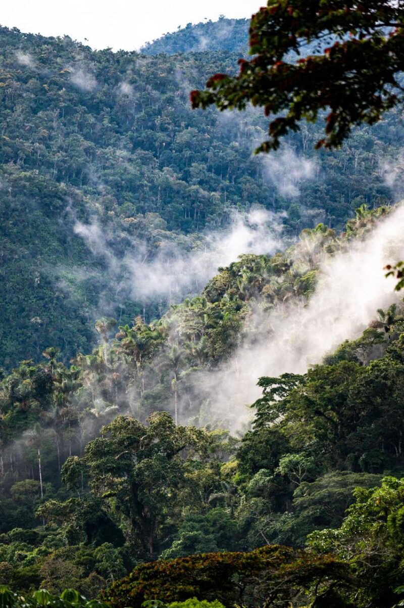 Wald mit Nebel in den Bergregionen von Bolivien