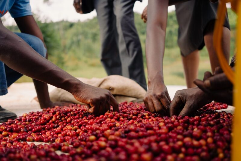 Hände, die rote Kaffeekrischen aussortieren