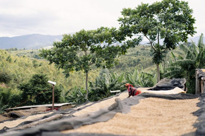 Kaffeebohnen beim Trocknen auf Terrassen mit einer Person, welche die Bohnen umdreht