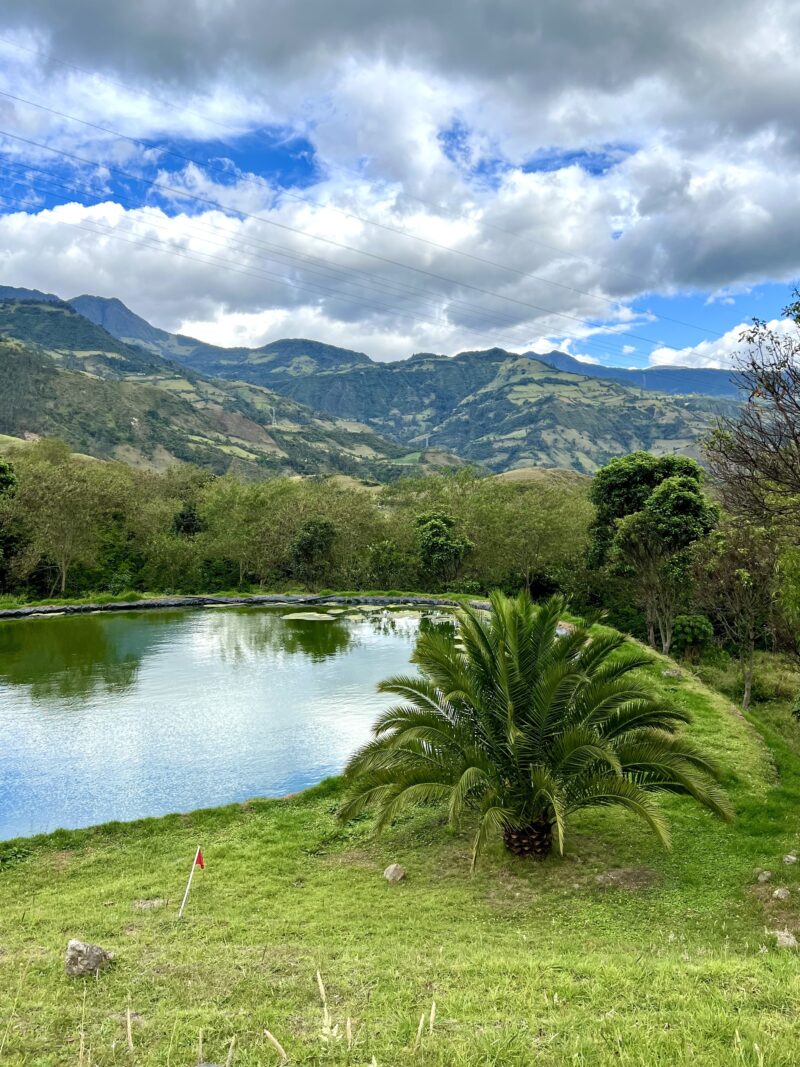 Eine Landschaft mit einem künstlichen See und einer Palme auf der Hacienda El Obraje in Kolumbien.