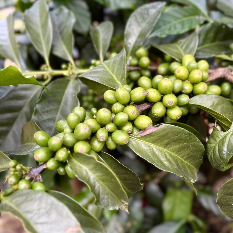 Grüne Kaffeebohnen an einem Kaffeebaum