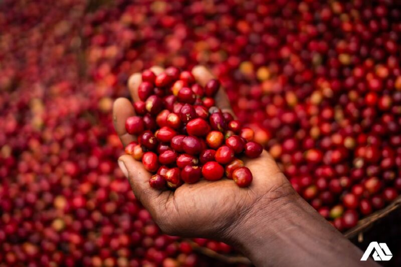 Frisch geerntete rote Kaffeekirschen in einer Hand