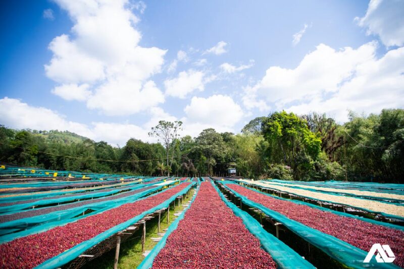 Rote Kaffeekirschen liegen auf African Beds in der Sonne beim Trocknen